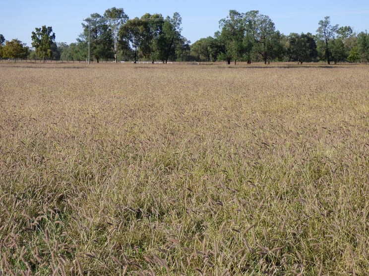 Click to view all images ' Gowrie' Charleville QLD 4470 - Image 1