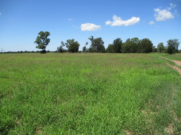 3952 ACRES FARMING AND CATTLE Tara QLD 4421 - Image 2