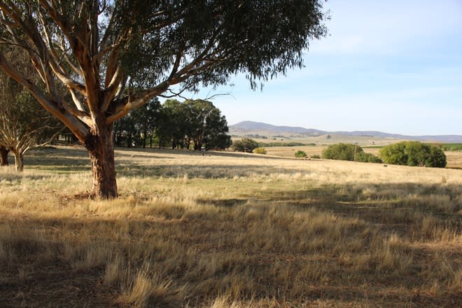 3486 Jingellic Road Mannus NSW 2653 - Image 3