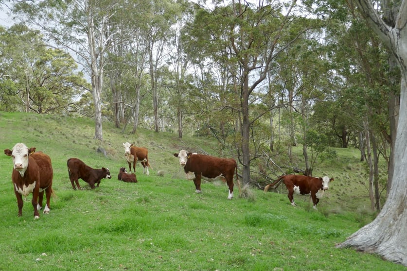 Click to view all images 429 Wyndham Creek Road Kyogle NSW 2474 - Image 2