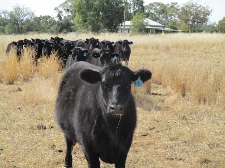240 ACRES GRAIN & GRAZING Bell QLD 4408 - Image 1