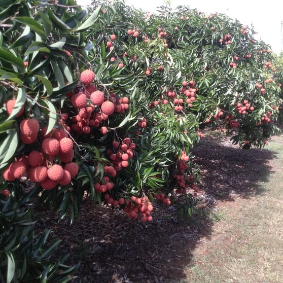 Click to view all images Goomboorian QLD 4570 - Image 2