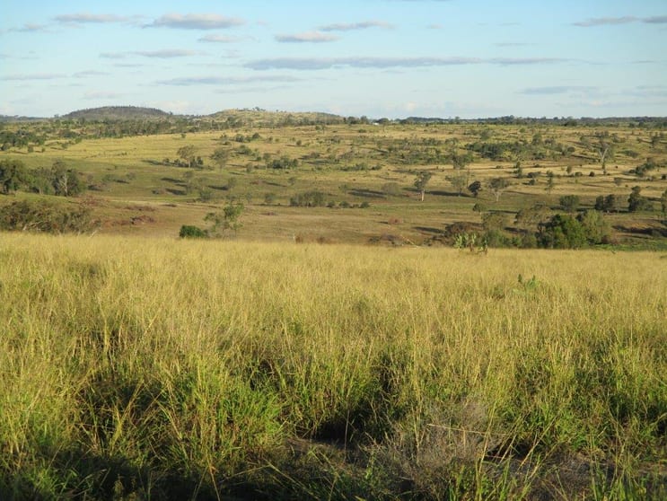 Click to view all images 1146 ACRES SCRUB COUNTRY, GRAZING Cooranga QLD 4408 - Image 1