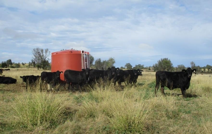 Click to view all images 1146 ACRES SCRUB COUNTRY, GRAZING Cooranga QLD 4408 - Image 3
