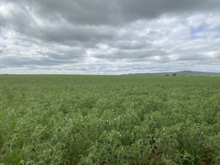 Click to view all images * Mundoora Boundary Rd Mundoora SA 5555 - Image 2