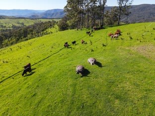 Click to view all images 1600 Billirimba Road Tenterfield NSW 2372 - Image 3