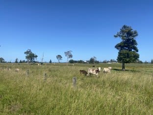 996 Lower Coldstream Road Coldstream NSW 2462 - Image 3