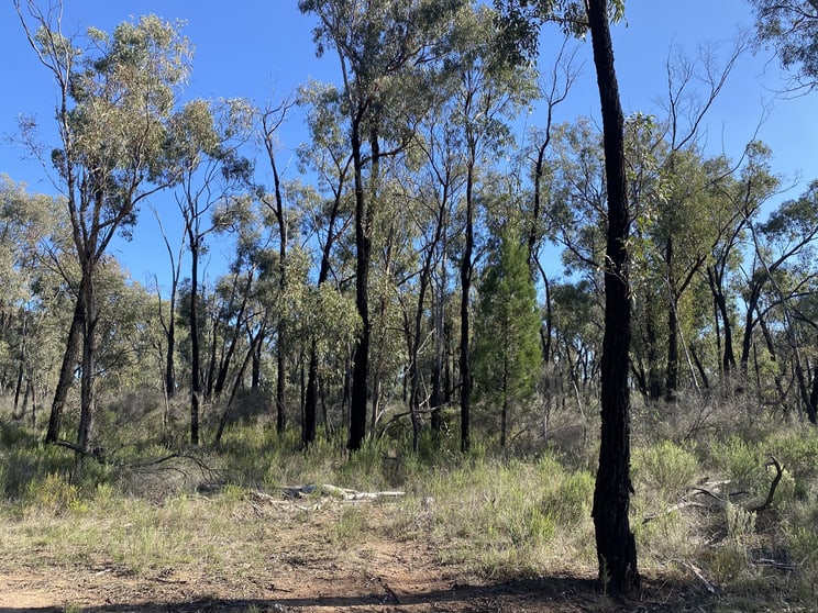 Click to view all images Lot 16, 2111 Carlisle Road Fifield NSW 2875 - Image 2