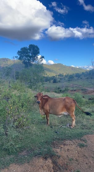LOT 3 SULLIVANS ROAD Boyne Valley QLD 4680 - Image 3