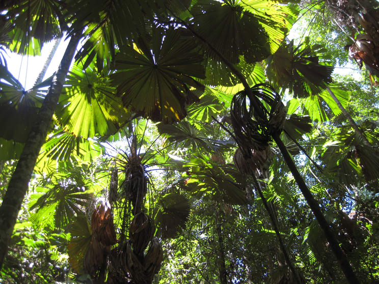 Click to view all images 0 Tully-Mission Beach Road Wongaling Beach QLD 4852 - Image 1