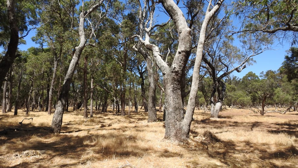 Click to view all images Lot 10 Marbellup Road (Jindong) Busselton WA 6280 - Image 3