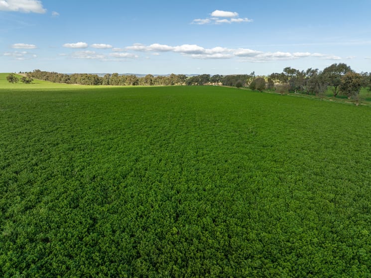 Click to view all images 1449 Yerong Creek Mangoplah Road Yerong Creek NSW 2642 - Image 3