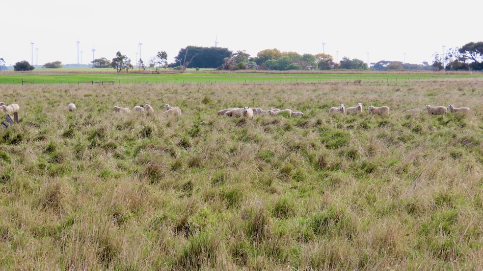 Click to view all images Lot 2 Beaton Road Tantanoola SA 5280 - Image 1