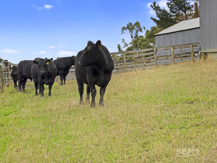Click to view all images 110 Forresters Road Wooreen VIC 3953 - Image 1