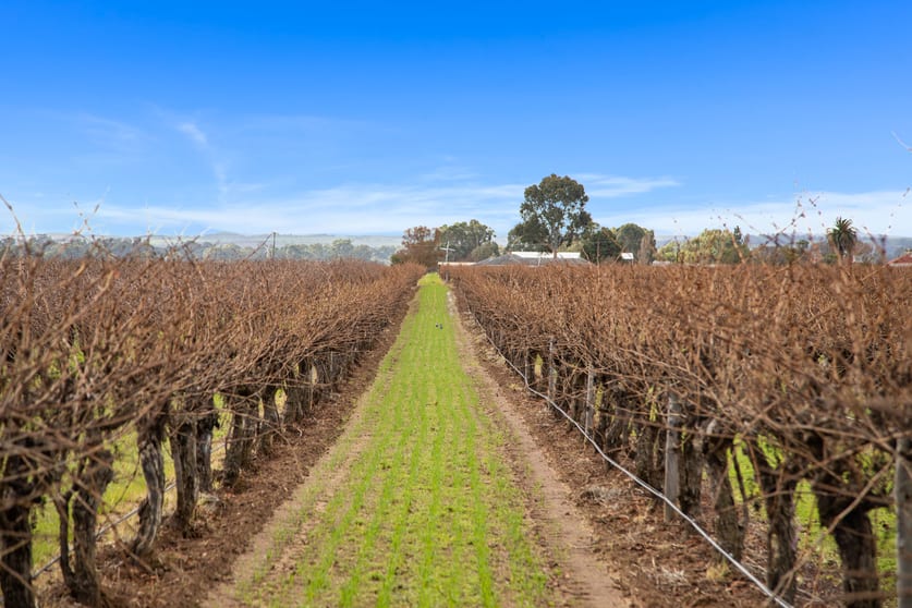 Click to view all images Lot 351 Angaston Road Nuriootpa SA 5355 - Image 2