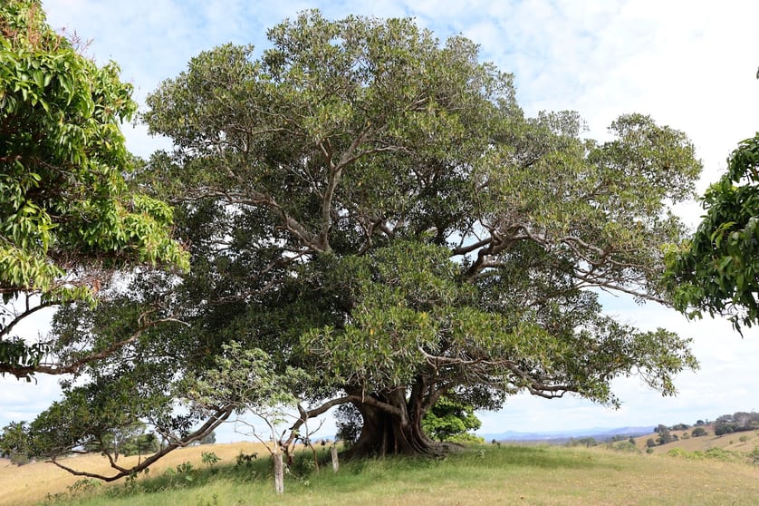 Click to view all images Lots 1 & 1 Sandy Creek Road Veteran QLD 4570 - Image 3