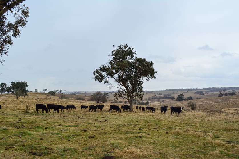 Click to view all images 148 Finns Road Tenterfield NSW 2372 - Image 3