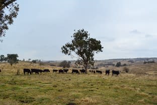 148 Finns Road Tenterfield NSW 2372 - Image 3