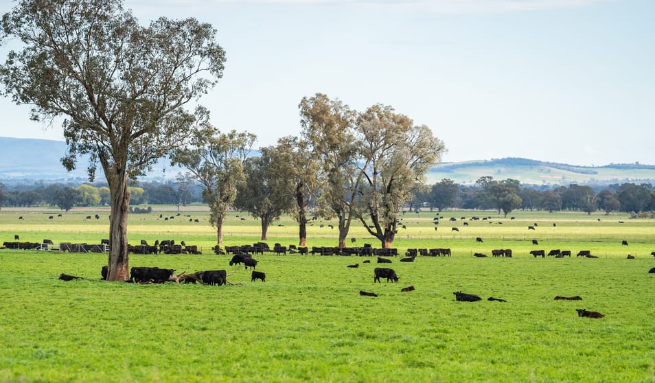 Click to view all images STONEHAVEN | 269 Stonehaven Road Holbrook NSW 2644 - Image 2