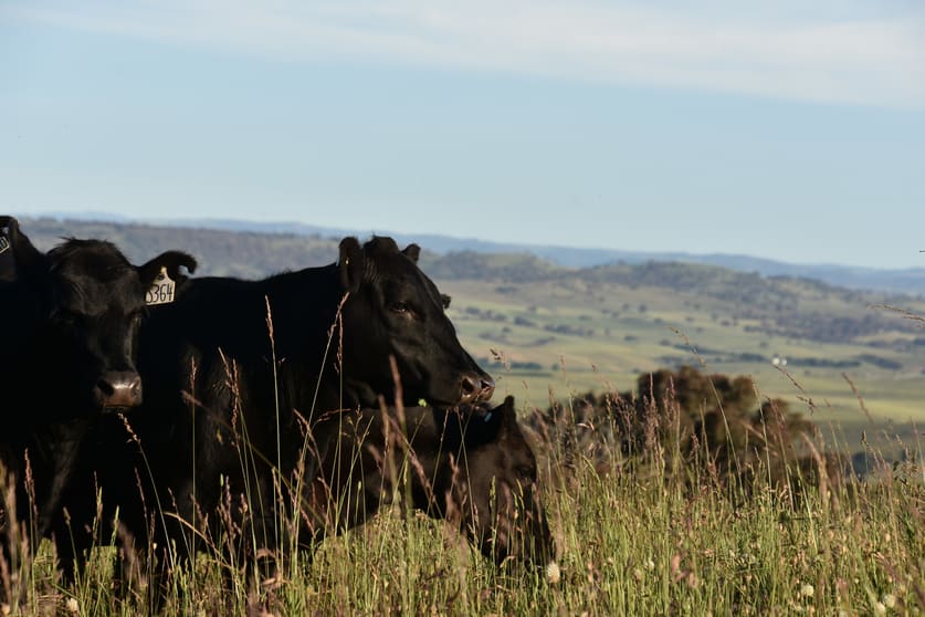 Click to view all images Lot 2/831 Ophir Road Bathurst NSW 2795 - Image 1