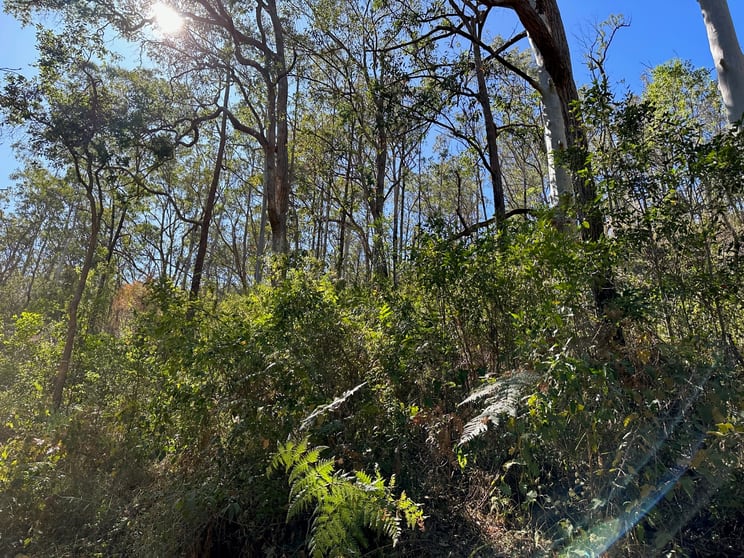 Click to view all images 786 Terreel Road Wards River NSW 2422 - Image 3