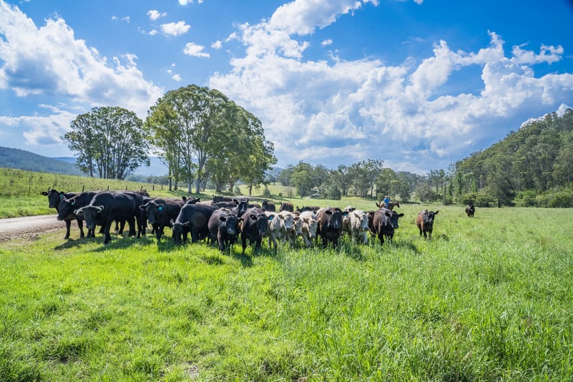 Click to view all images 312-370 Upper Monkerai Road Monkerai NSW 2415 - Image 1
