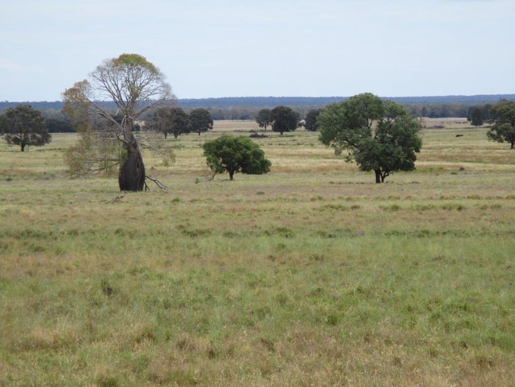 Click to view all images 1347 Acres | Cattle Property Chinchilla QLD 4413 - Image 2