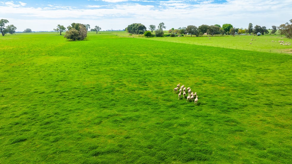 Click to view all images 'Part Sunrise'/375 Walla Walbundrie Road Walla Walla NSW 2659 - Image 2
