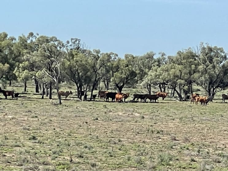 Click to view all images 1737 East Culgoa Road Brewarrina NSW 2839 - Image 3