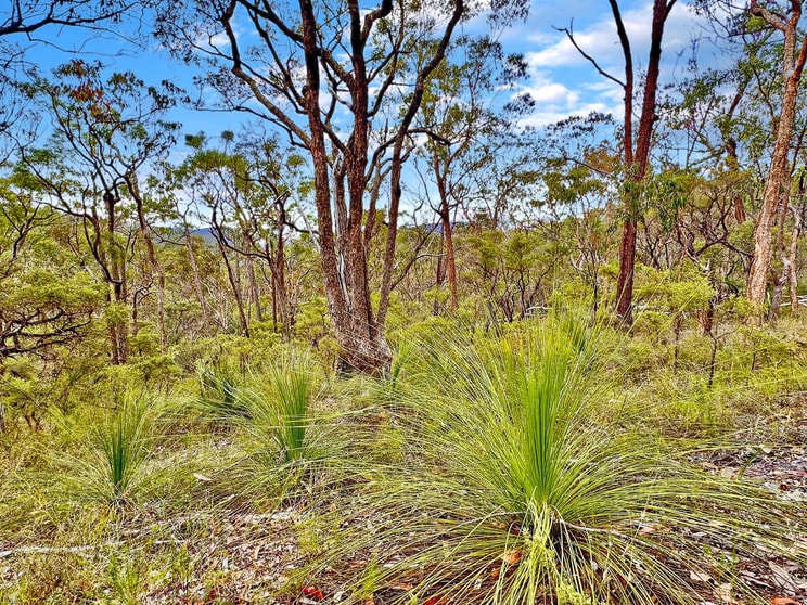 Click to view all images 5551 George Downes Drive Bucketty NSW 2250 - Image 3
