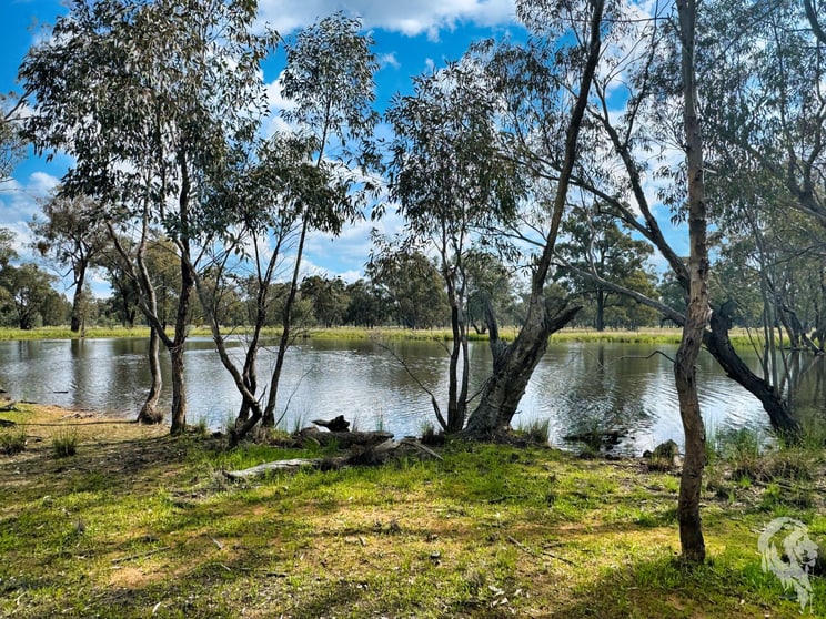 Click to view all images 483 Gwabegar Road Cuttabri NSW 2388 - Image 1