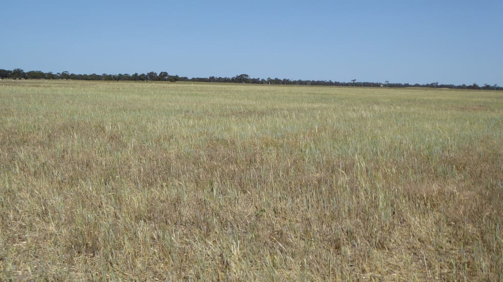 Click to view all images Allotment 1 Cnr Bell Road and Carcuma Road Tintinara SA 5266 - Image 3