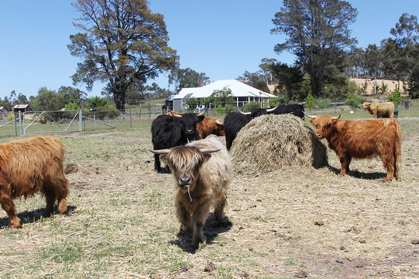 Click to view all images 8991 Nerriga Road Braidwood NSW 2622 - Image 1