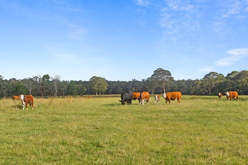 2209 Wombeyan Caves Road High Range NSW 2575 - Image 2