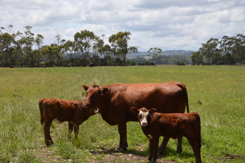 Click to view all images 770 Buffalo-Stony Creek Road Stony Creek VIC 3957 - Image 3