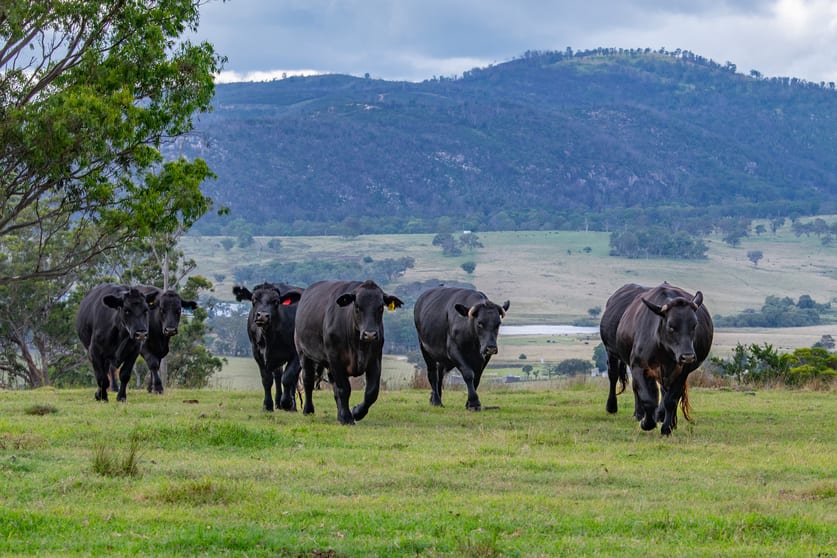 Click to view all images 337 Mount Mackenzie Road Tenterfield NSW 2372 - Image 2