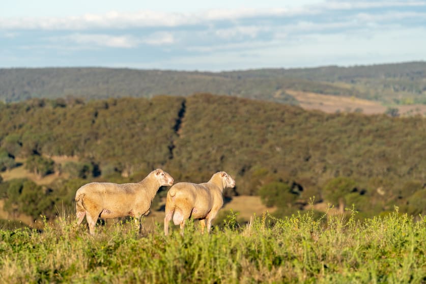 Click to view all images 4889 Trunkey Road Bathurst NSW 2795 - Image 1