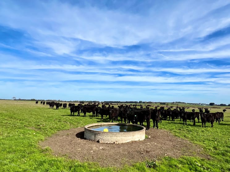 Click to view all images Timboon-Terang Road Ecklin South VIC 3265 - Image 1