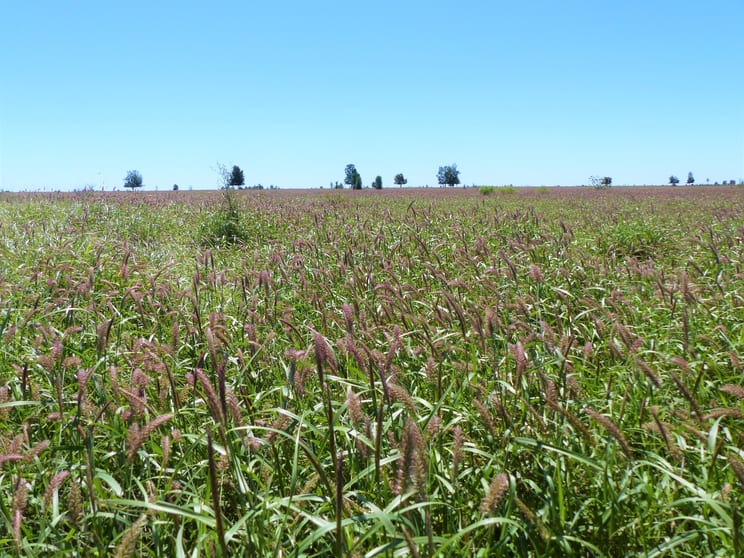 "Bonavista" 13724 Mitchell - St George road Roma QLD 4455 - Image 2