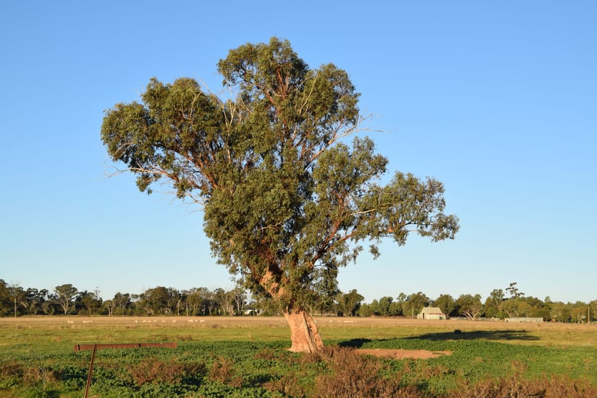 Click to view all images 169L Narromine Road Dubbo NSW 2830 - Image 3
