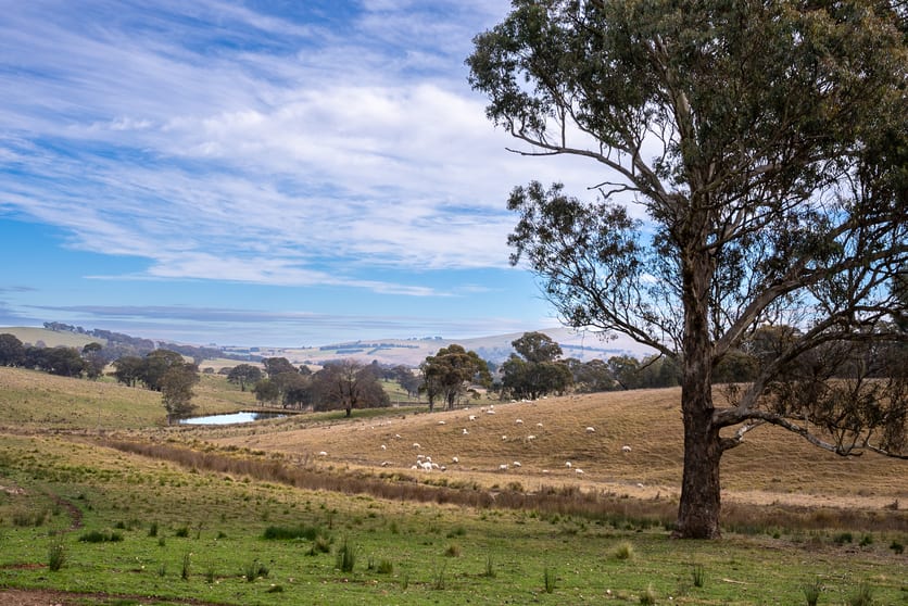 Click to view all images 695 Caloola Road Newbridge NSW 2795 - Image 3