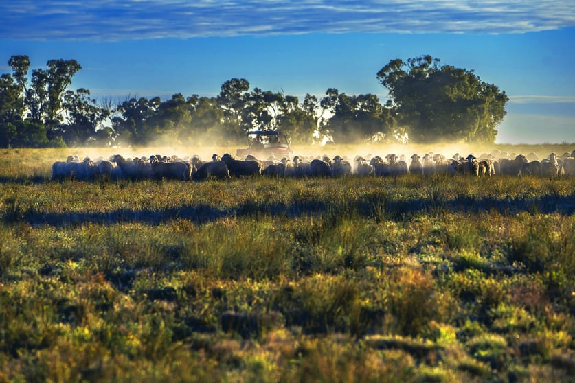 Click to view all images 'Darriwell Aggregation' Trundle NSW 2875 - Image 1