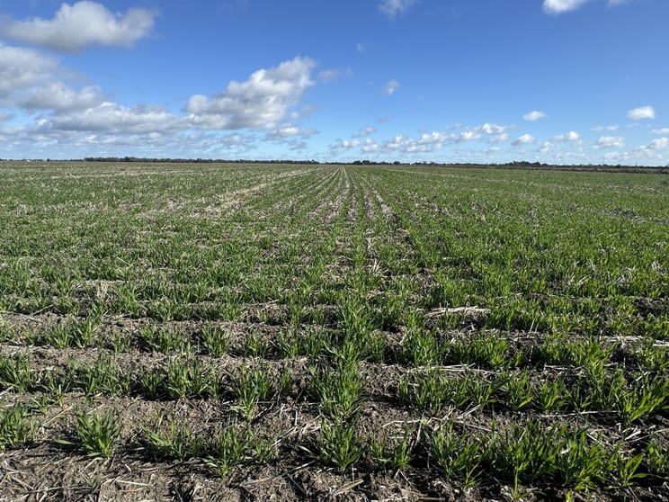Click to view all images Mayrung Road Jerilderie NSW 2716 - Image 2