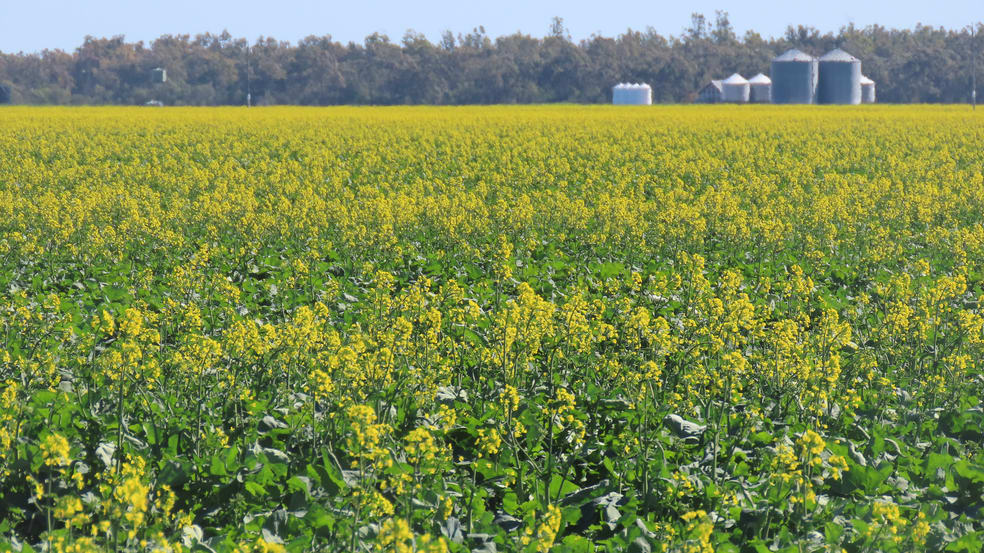 Click to view all images 18833 Gore Highway Goondiwindi QLD 4390 - Image 2