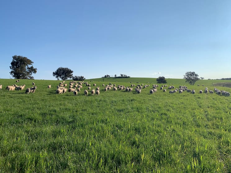 Click to view all images Dicksons, 0 Bennett Springs Road Cowra NSW 2794 - Image 1