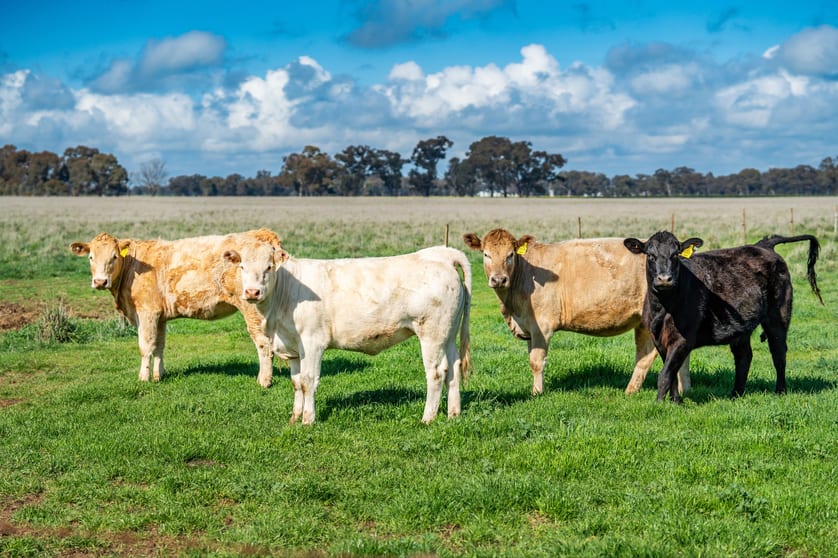 Click to view all images 'Spring Lagoon'/487 Maloney Rd Burrumbuttock NSW 2642 - Image 2
