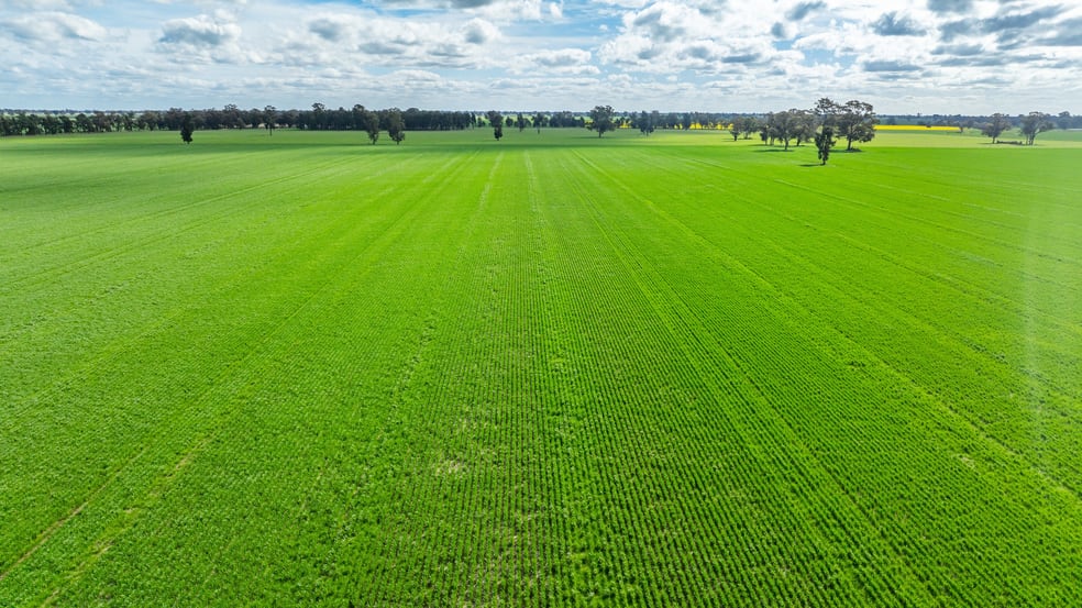 Click to view all images 'Clearview'/185 Coreen School Rd Coreen NSW 2646 - Image 3
