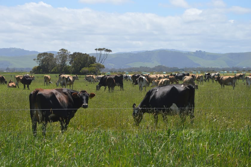 Click to view all images 10 OLD HAT Road Foster VIC 3960 - Image 3