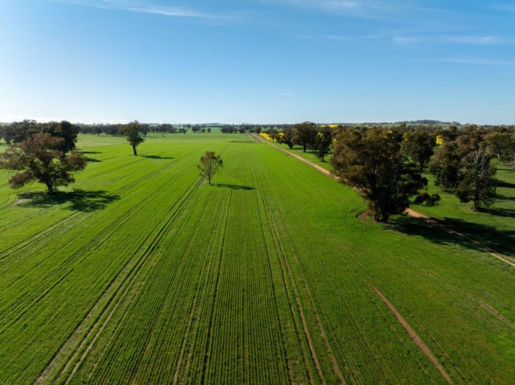 Click to view all images 'Greenbank' 2 Mines Road Young NSW 2594 - Image 2
