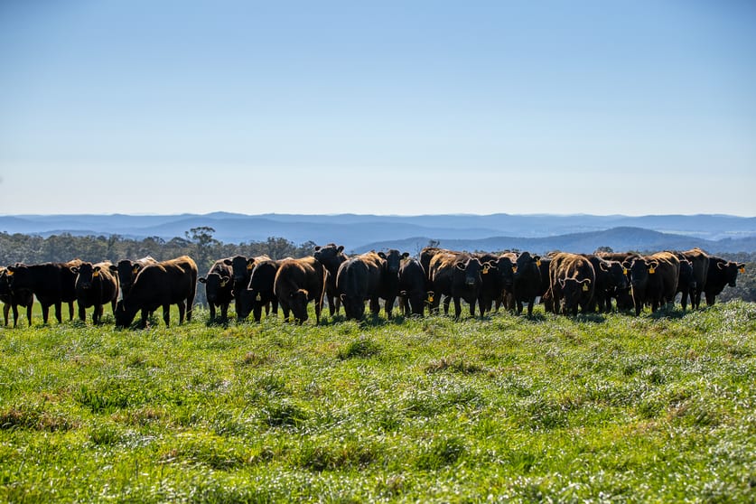 Click to view all images 193 Faheys and Bulgins Road Hernani NSW 2453 - Image 2